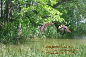 1 timothy 6:6 – Contentment Papel de Parede Imagem