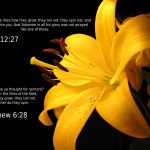 Luke 12:27 and Matthew 6:28 – No Worries Wallpaper Christian Background