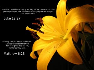 Luke 12:27 and Matthew 6:28 – No Worries Papel de Parede Imagem