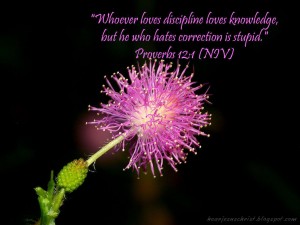 Proverbs 12:1 – Discipline Papel de Parede Imagem