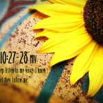 John 10:27-28 – Sheep of God Wallpaper Christian Background