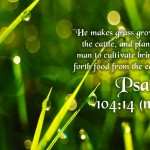 Psalm 104:14 – He is A Great Provider Wallpaper Christian Background