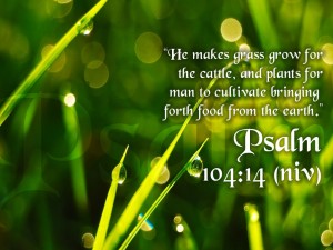 Psalm 104:14 – He is A Great Provider Papel de Parede Imagem