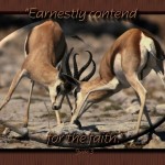 Christian Photography: Deers Fighting Wallpaper Christian Background