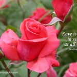 Love Is A Fruit By Mother Teresa Wallpaper Christian Background