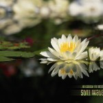 Psalm 23:2 – Green Pastures Wallpaper Christian Background
