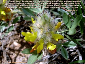 1 Peter 4:12-14 – To My Dear Friends Papel de Parede Imagem