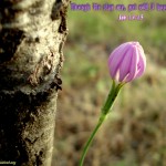 Job 13:15 – I Hope In Him Wallpaper Christian Background