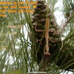 Psalm 17:6 – God Will Hear My Prayer Wallpaper Christian Background
