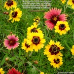 1 Chronicles 16:29 – Worship The LORD Wallpaper Christian Background