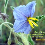 Psalm 50:2 – The Perfection of Beauty Wallpaper Christian Background