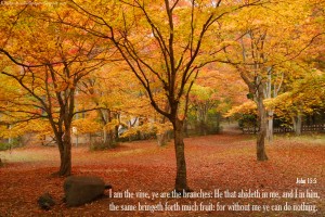 John 15:5 – Vine and Branches Wallpaper