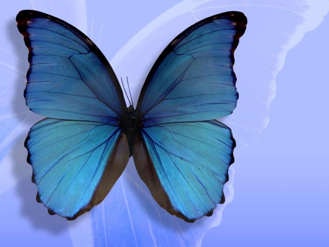 Christian wallpaper Butterfly