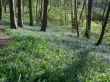 Details for the 'Trees and flowers' free image, background, wallpaper