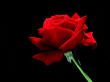 Details for the 'Red Rose' free image, background, wallpaper