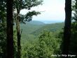 Details for the 'Ridge Trees' free image, background, wallpaper