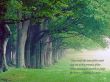Details for the '1 Chronicles 16:33' free image, background, wallpaper