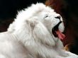 Details for the 'White Lion' free image, background, wallpaper