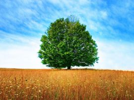 Tree christian wallpaper, christian background