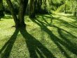 Details for the 'Shadows & Tree' free image, background, wallpaper