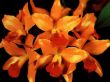 Details for the 'Flower' free image, background, wallpaper