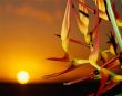 Details for the 'Flower & Sun' free image, background, wallpaper