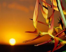 Flower & Sun christian wallpaper, christian background