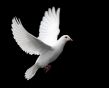 Details for the 'White Dove' free image, background, wallpaper