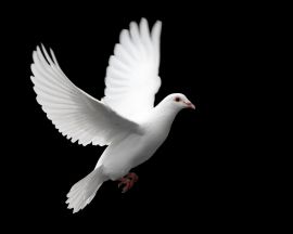 White Dove christian wallpaper, christian background