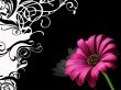 Details for the 'Flower' free image, background, wallpaper