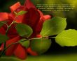 Details for the 'Philippians 4:8' free image, background, wallpaper