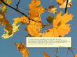 Details for the 'John 14:1-4' free image, background, wallpaper