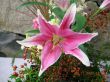 Details for the 'Nagoya flower' free image, background, wallpaper