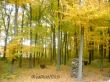 Details for the 'Yellow Trees' free image, background, wallpaper