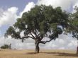 Details for the 'Tree' free image, background, wallpaper