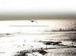 Details for the 'The wings of the dawn' free image, background, wallpaper