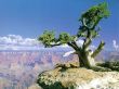 Details for the 'Grand Canyon Tree' free image, background, wallpaper