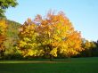 Details for the 'Autumn tree' free image, background, wallpaper