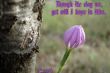 Details for the 'Job 13:15' free image, background, wallpaper
