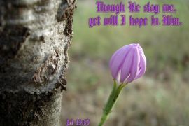 Job 13:15 christian wallpaper, christian background