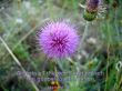 Details for the 'Mark 16:15' free image, background, wallpaper