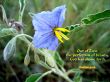 Details for the 'Out of Zion' free image, background, wallpaper