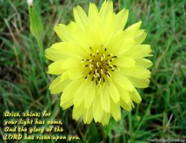 Yellow flower christian wallpaper, christian background
