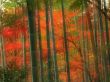 Details for the 'Bamboo' free image, background, wallpaper