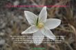 Details for the 'Proverbs 30:24-28' free image, background, wallpaper