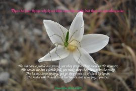 Proverbs 30:24-28 christian wallpaper, christian background