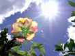 Details for the 'Rose in the sun' free image, background, wallpaper