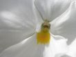 Details for the 'White flower' free image, background, wallpaper