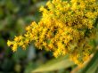 Details for the 'Gold rain' free image, background, wallpaper