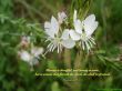 Details for the 'Proverbs 31:30' free image, background, wallpaper
